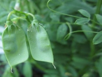 Gousses de lentille beluga