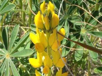 Lupin jaune