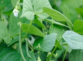 Plant de haricot vert