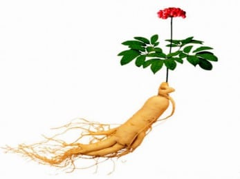 Plante aralia et racine de ginseng