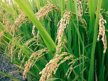 Riz