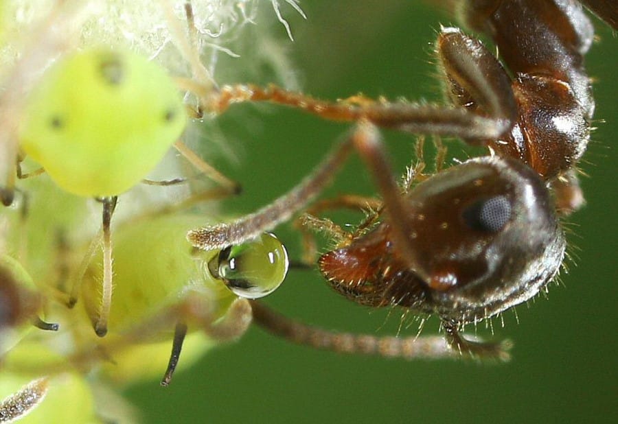 Abeille butinant le miellat d’un puceron