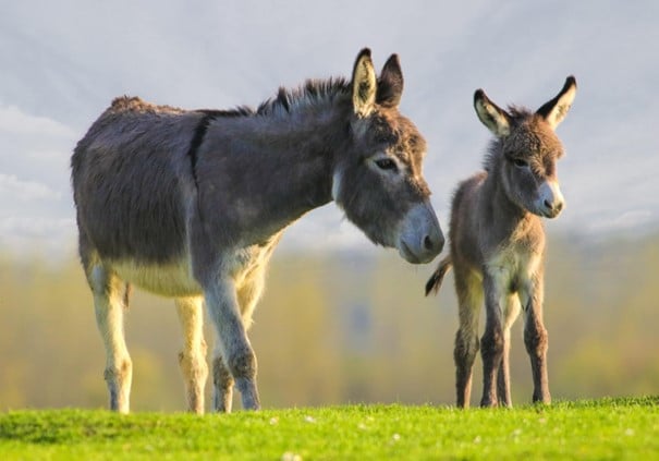 Donkey and her colt