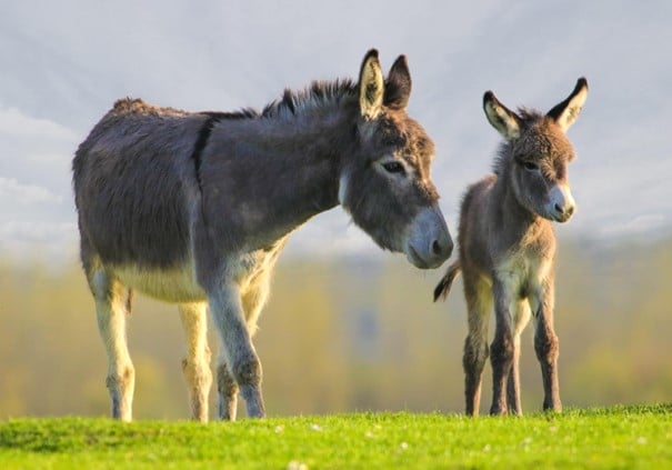 Åsnan och hennes hingstföl