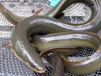 Anguilles argentées
