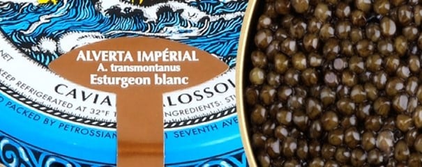 Caviar Alverta Imperial from white sturgeon