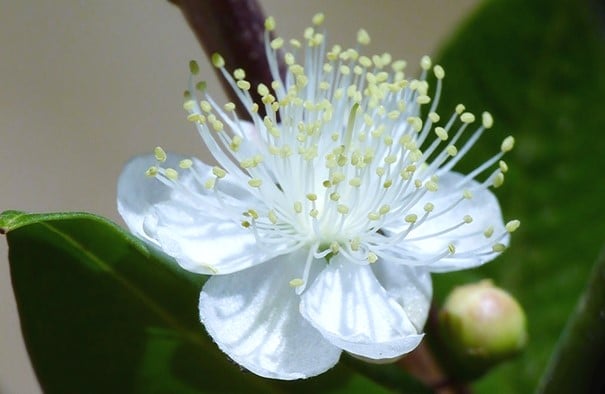 flor de mirto