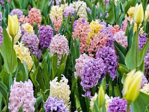 Hyacinth