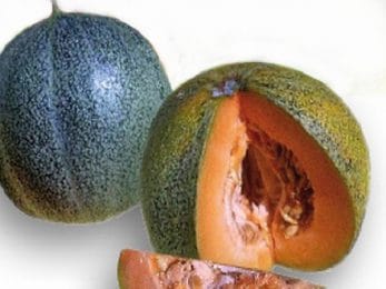 Melon « petit gris » de Rennes