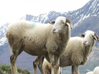Moutons de Barèges Gavernie
