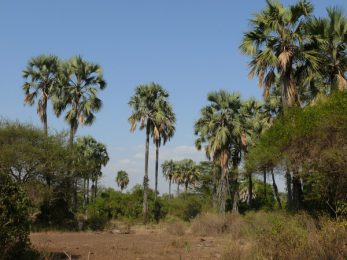 Palmiers de Palmyre
