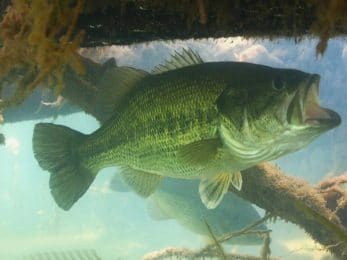 Black-bass