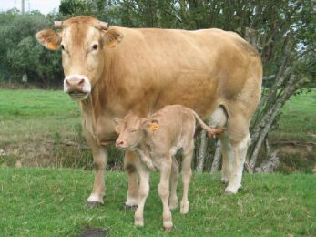 Blonde d’Aquitaine et son veau