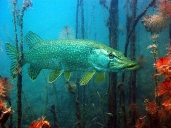 Brochet dans son environnement