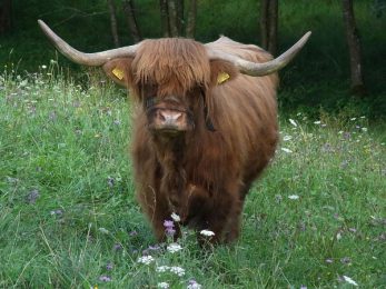 Bœuf Highland d’Écosse