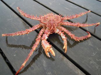 Crabe royal de Patagonie (Lithodes santolla)