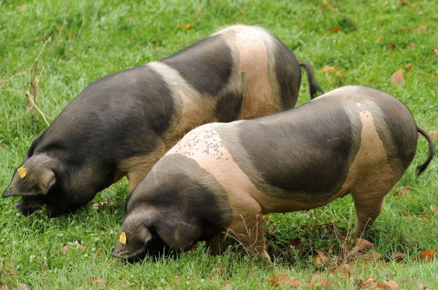 Baskisches schwarzes Schweinefleisch Kintoa