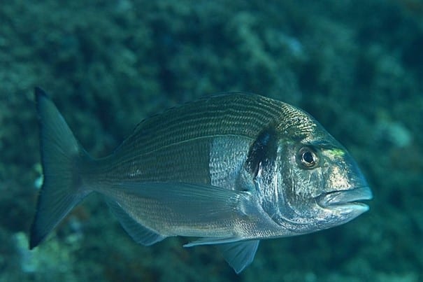 Gilthead Sea Bream