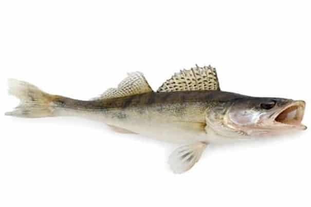 Walleye