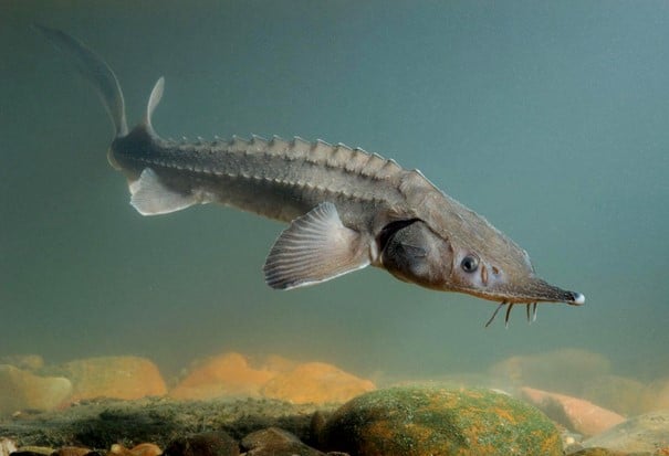 ikan sturgeon