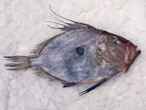 John Dory &agrave; l&rsquo;&eacute;tal
