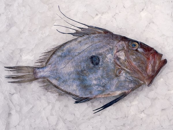 John Dory à l’étal