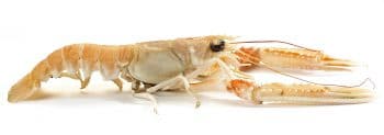 Langoustine