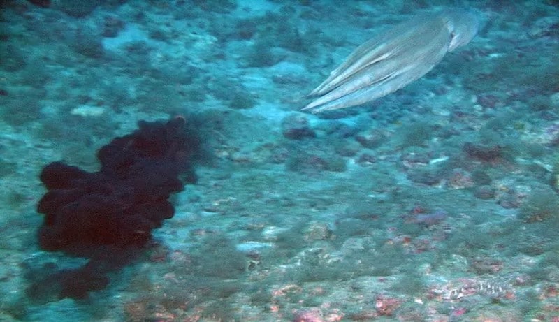 Cuttlefish releasing its cloud of ink