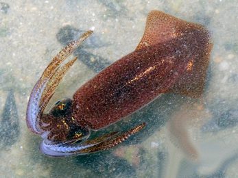 Calamar indien - Uroteuthis duvaucelii