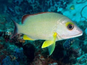 Dorade de palétuvier - Lutjanus fulvus (Nouvelle-Calédonie)