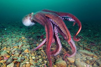 Pieuvre géante du Pacifique - Enteroctopus dofleini