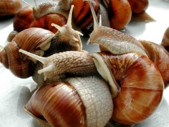 Escargots de Bourgogne en parade