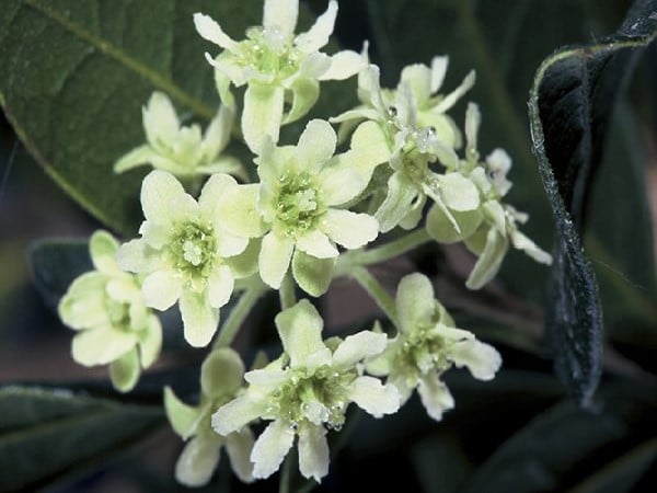 Fleur de boldo