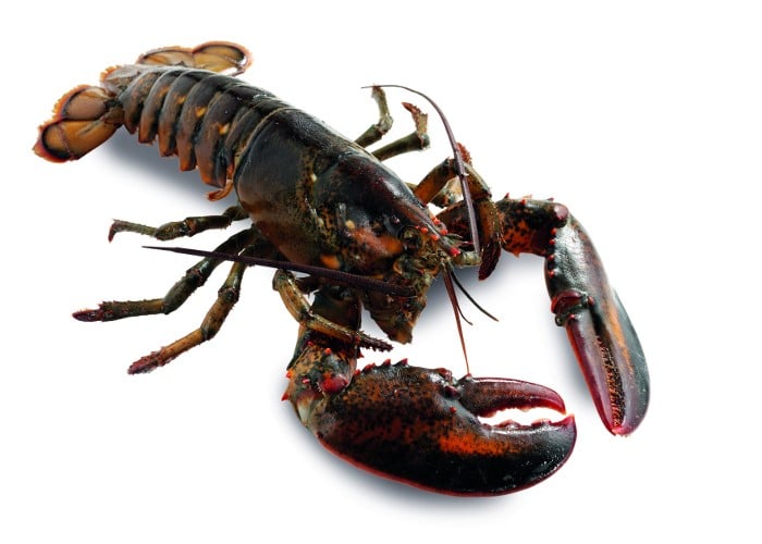 Homard canadien