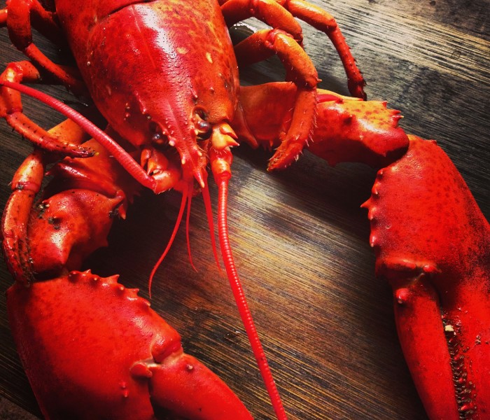 Homard Homard