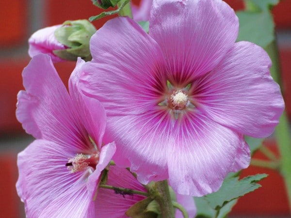 Rose Trémière