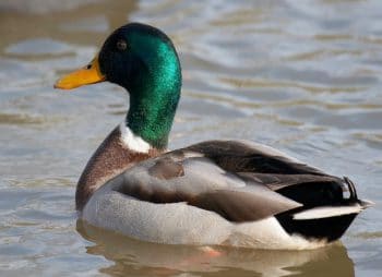 Canard colvert