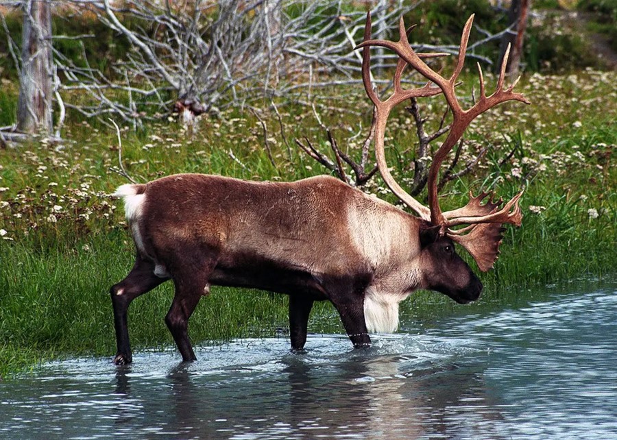 Caribou