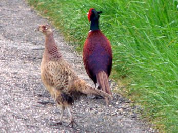 Faisan commun et poule faisane