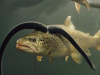 Lamproies accrochées à une truite fario