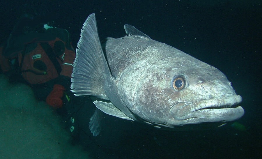 ฟันปลา Patagonian