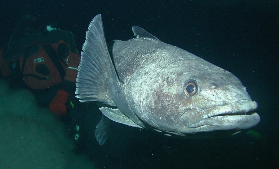 Pesce dentifricio della Patagonia