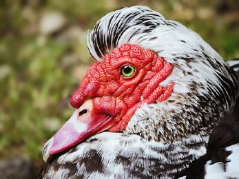 Tête caronculée de canard de Barbarie