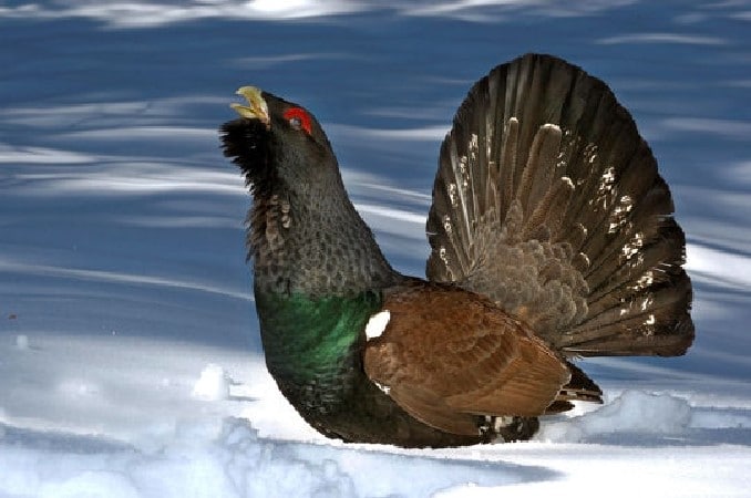 coq de bruyère en 6 lettres
