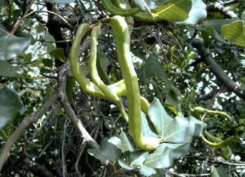 Gousses de mesquite