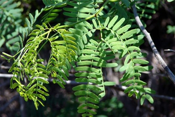 Mesquite, prosopis