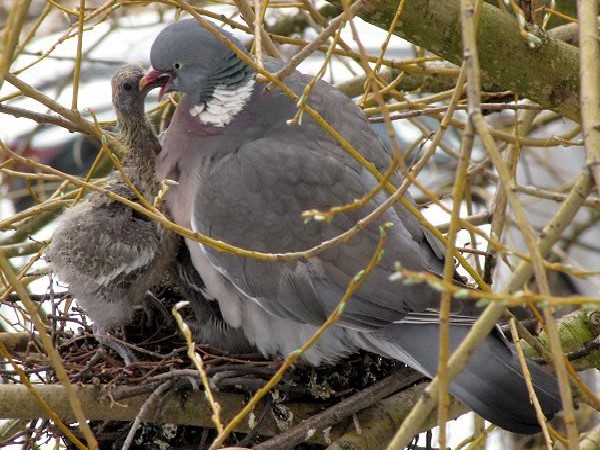 Pigeon Pigeon