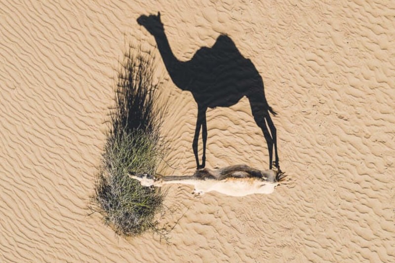 Ombre de chameau