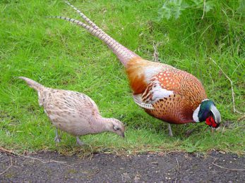 Couple de faisans