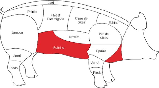 Emplacement de la poitrine chez le porc